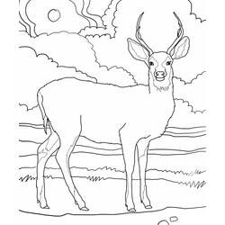 Раскраска: косуля (Животные) #2576 - Бесплатные раскраски для печати