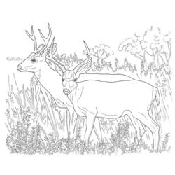 Раскраска: косуля (Животные) #2632 - Бесплатные раскраски для печати