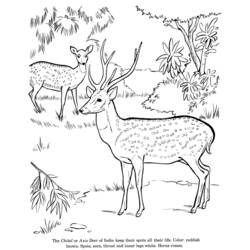 Раскраска: косуля (Животные) #2663 - Бесплатные раскраски для печати