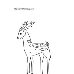 Раскраска: косуля (Животные) #2672 - Бесплатные раскраски для печати