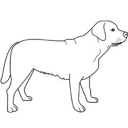 Раскраска: собака (Животные) #3139 - Бесплатные раскраски для печати