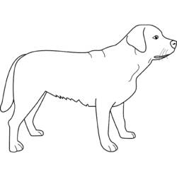 Раскраска: собака (Животные) #43 - Бесплатные раскраски для печати