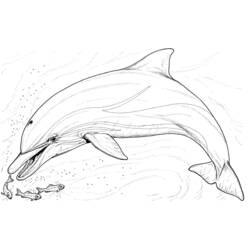 Раскраска: дельфин (Животные) #5108 - Бесплатные раскраски для печати