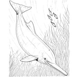 Раскраска: дельфин (Животные) #5231 - Бесплатные раскраски для печати