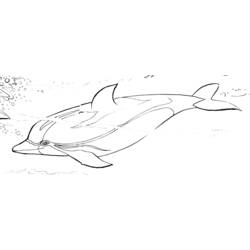 Раскраска: дельфин (Животные) #5263 - Бесплатные раскраски для печати