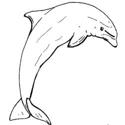 Раскраска: дельфин (Животные) #5272 - Бесплатные раскраски для печати