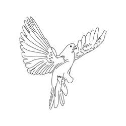 Раскраска: голубь (Животные) #3923 - Бесплатные раскраски для печати
