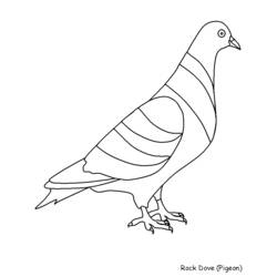 Раскраска: голубь (Животные) #3983 - Бесплатные раскраски для печати