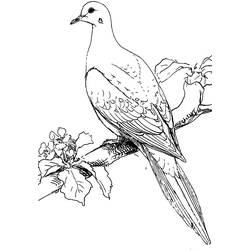 Раскраска: голубь (Животные) #4015 - Бесплатные раскраски для печати