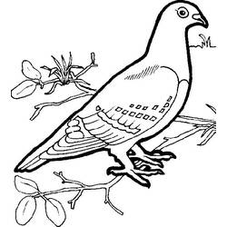 Раскраска: голубь (Животные) #4020 - Бесплатные раскраски для печати
