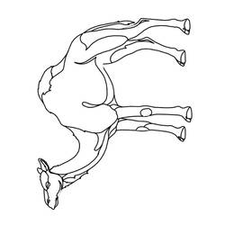 Раскраска: дромадер (Животные) #5925 - Бесплатные раскраски для печати