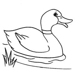 Раскраска: утка (Животные) #1441 - Бесплатные раскраски для печати