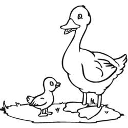 Раскраска: утка (Животные) #1442 - Бесплатные раскраски для печати