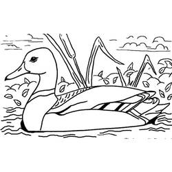 Раскраска: утка (Животные) #1449 - Бесплатные раскраски для печати