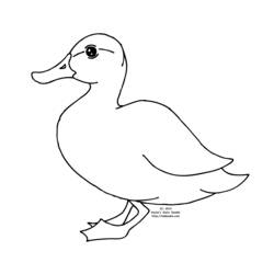Раскраска: утка (Животные) #1455 - Бесплатные раскраски для печати