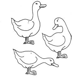 Раскраска: утка (Животные) #1456 - Бесплатные раскраски для печати