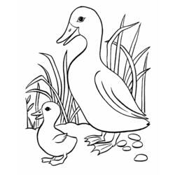 Раскраска: утка (Животные) #1471 - Бесплатные раскраски для печати