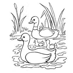 Раскраска: утка (Животные) #1487 - Бесплатные раскраски для печати