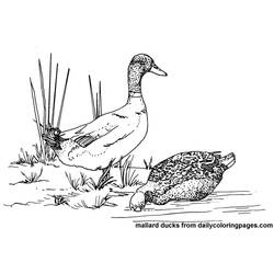 Раскраска: утка (Животные) #1491 - Бесплатные раскраски для печати