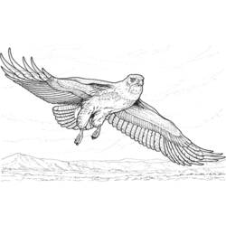 Раскраска: орел (Животные) #287 - Бесплатные раскраски для печати