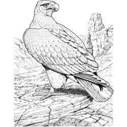 Раскраска: орел (Животные) #291 - Бесплатные раскраски для печати