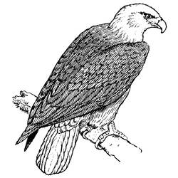 Раскраска: орел (Животные) #298 - Бесплатные раскраски для печати