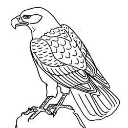 Раскраска: орел (Животные) #302 - Бесплатные раскраски для печати