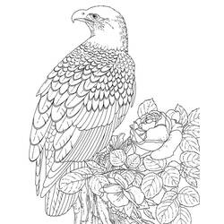 Раскраска: орел (Животные) #304 - Бесплатные раскраски для печати