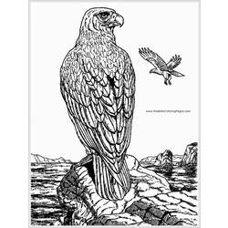 Раскраска: орел (Животные) #324 - Бесплатные раскраски для печати