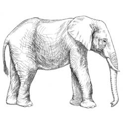 Раскраска: слон (Животные) #6366 - Бесплатные раскраски для печати