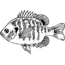 Раскраска: рыба (Животные) #17148 - Бесплатные раскраски для печати