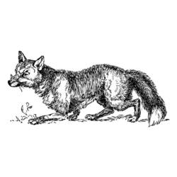 Раскраска: лисица (Животные) #15007 - Бесплатные раскраски для печати