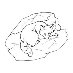 Раскраска: лисица (Животные) #15019 - Бесплатные раскраски для печати
