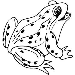Раскраска: лягушка (Животные) #7570 - Бесплатные раскраски для печати