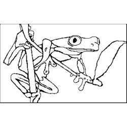 Раскраска: лягушка (Животные) #7609 - Бесплатные раскраски для печати