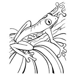 Раскраска: лягушка (Животные) #7646 - Бесплатные раскраски для печати