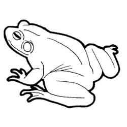 Раскраска: лягушка (Животные) #7653 - Бесплатные раскраски для печати