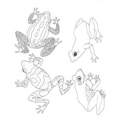 Раскраска: лягушка (Животные) #7694 - Бесплатные раскраски для печати
