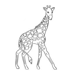 Раскраска: жираф (Животные) #7220 - Бесплатные раскраски для печати