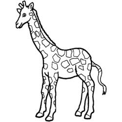 Раскраска: жираф (Животные) #7225 - Бесплатные раскраски для печати