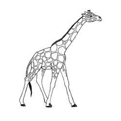 Раскраска: жираф (Животные) #7260 - Бесплатные раскраски для печати