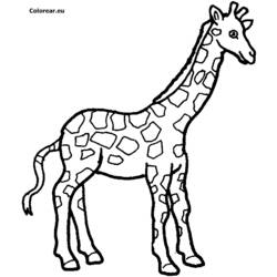 Раскраски: жираф - Бесплатные раскраски для печати