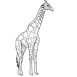 Раскраска: жираф (Животные) #7268 - Бесплатные раскраски для печати