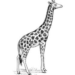 Раскраска: жираф (Животные) #7297 - Бесплатные раскраски для печати