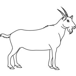 Раскраска: коза (Животные) #2365 - Бесплатные раскраски для печати