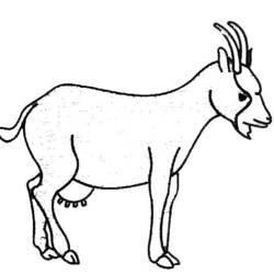 Раскраска: коза (Животные) #2396 - Бесплатные раскраски для печати
