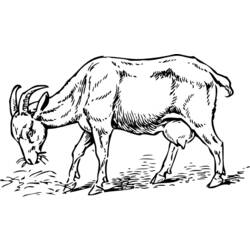 Раскраска: коза (Животные) #2414 - Бесплатные раскраски для печати