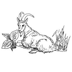 Раскраска: коза (Животные) #2418 - Бесплатные раскраски для печати