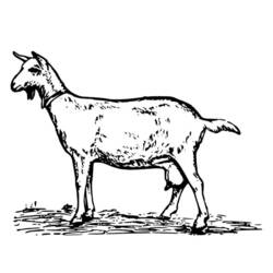 Раскраска: коза (Животные) #2465 - Бесплатные раскраски для печати