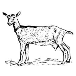 Раскраска: коза (Животные) #2508 - Бесплатные раскраски для печати